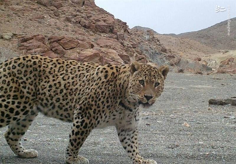 شکار «پلنگ اردبیلی» با دوربین خودکار حیات‌بان‌ها