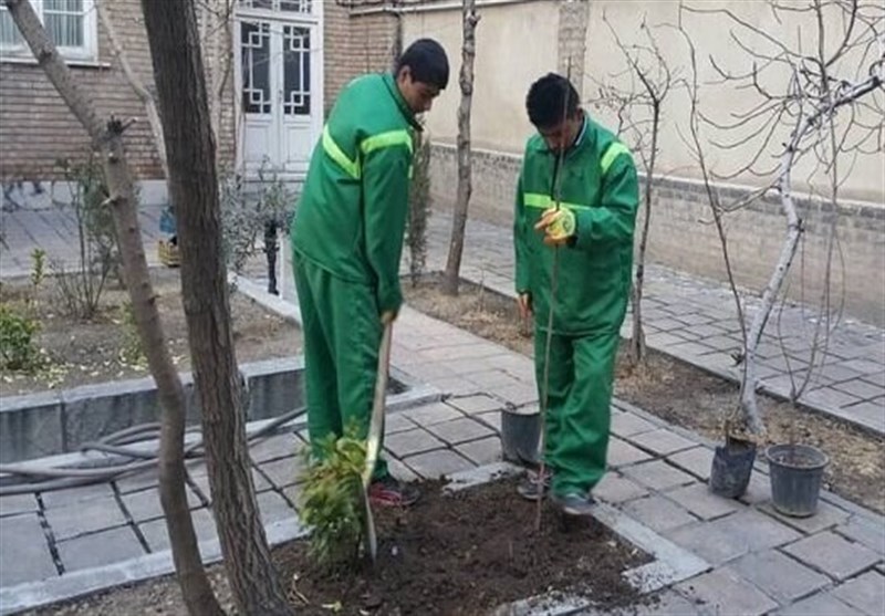 نهضت درختکاری در مرکز شهر با اهدای نهال رایگان درختان مثمر