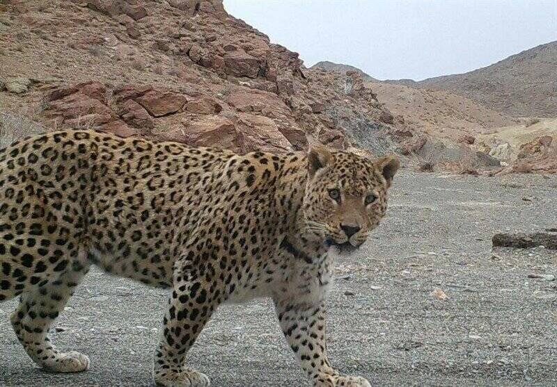 تصاویر حمله عجیب سگ‌های بلاصاحب به یوزها +فیلم