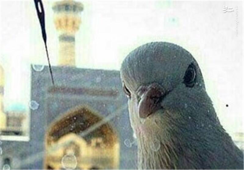 حضور عجیب پرندگانی خاص در حرم امام رضا(ع)