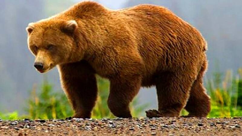 مشاهده یک خرس قهوه‌ای و ۲ توله‌اش در اقلید +فیلم