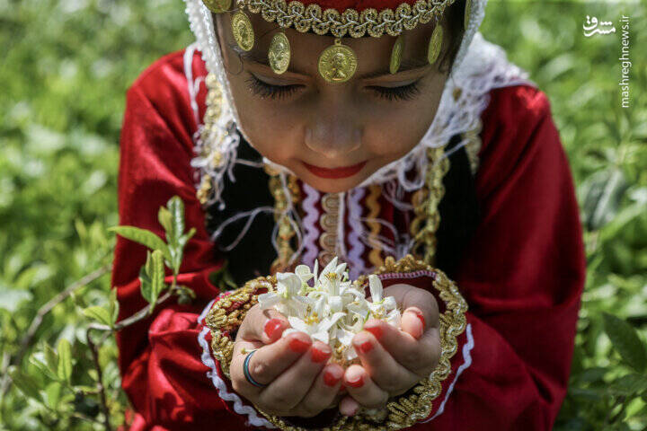 مشرق نیوز – عکس/ جشنواره ملی بهار نارنج