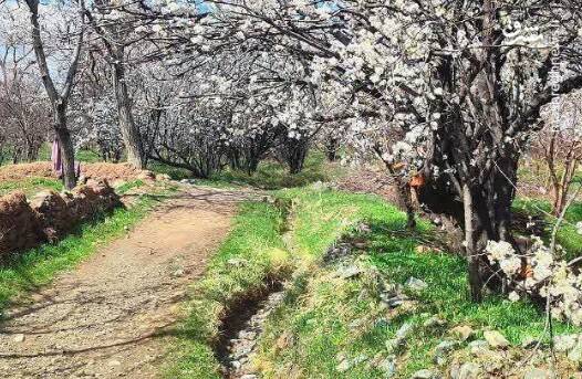مشرق نیوز – عکس/ طبیعت بهاری و زیبای روستای “بُرس” مشرق نیوز – عکس/ طبیعت بهاری و زیبای روستای “بُرس”