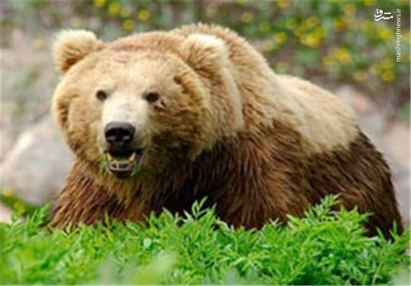آب‌تنی خرس قهوه‌ای در پارک ملی صیدوای سمنان