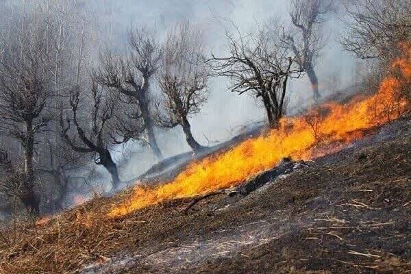 وقوع آتشسوزی در جنگلهای معمولان وقوع آتشسوزی در جنگلهای معمولان