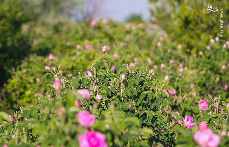 مشرق نیوز – عکس/ روستای فرخد؛ مهد گل محمدی خراسان