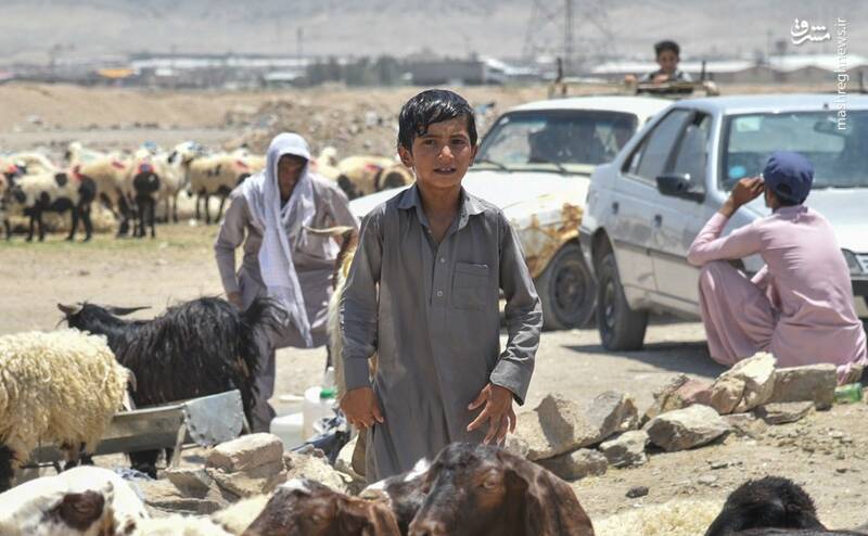 مشرق نیوز – عکس/ بازار دام زاهدان در آستانه عید قربان