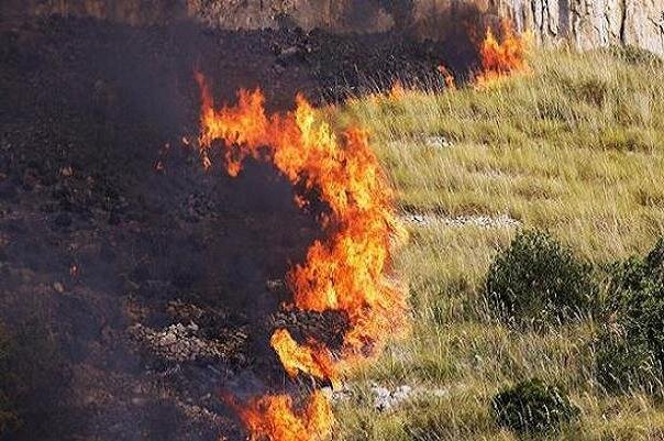 آتش سوزی جنگلی ۵ کشته و ۴۴ زخمی بر جای گذاشت – خبرگزاری مهر | اخبار ایران و جهان
