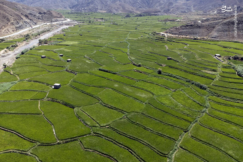 مشرق نیوز – عکس/ کشت پلکانی شالی
