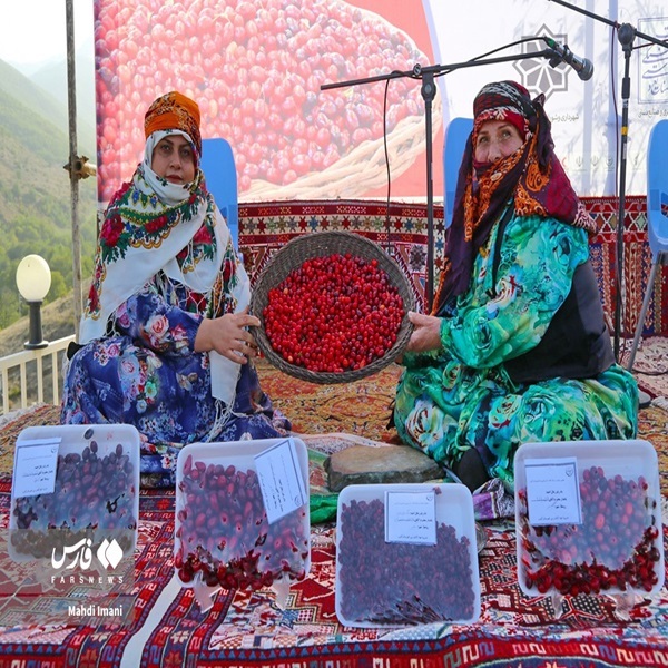 تصاویر: جشنواره «زغال اخته» در کلیبر تصاویر: جشنواره «زغال اخته» در کلیبر