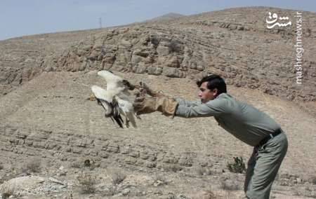 رهاسازی ۲۰ سهره در شیروان رهاسازی ۲۰ سهره در شیروان