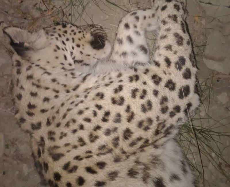 لاشه یک قلاده پلنگ در اسفراین مشاهده شد