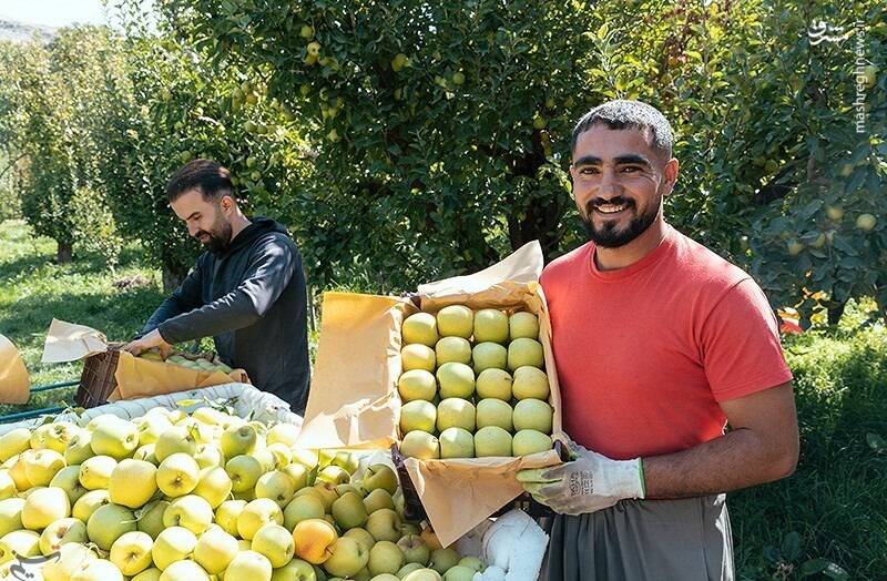 مشرق نیوز – عکس/ برداشت سیب از باغ های ارومیه