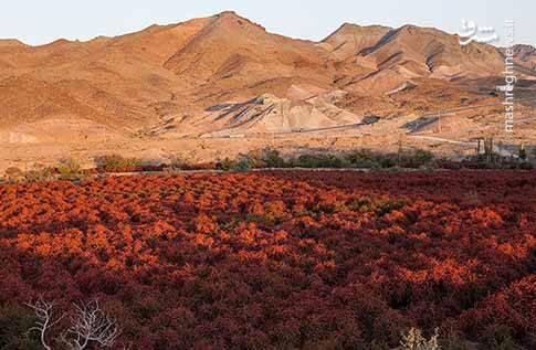 بزرگترین باغ زرشکی جهان – مشرق نیوز بزرگترین باغ زرشکی جهان – مشرق نیوز