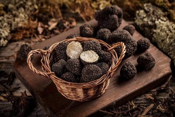 قاچاق ۴۵۰ کیلوگرم قارچ ترافل جنگلی به ارزش ۳۱ میلیارد – خبرگزاری مهر | اخبار ایران و جهان