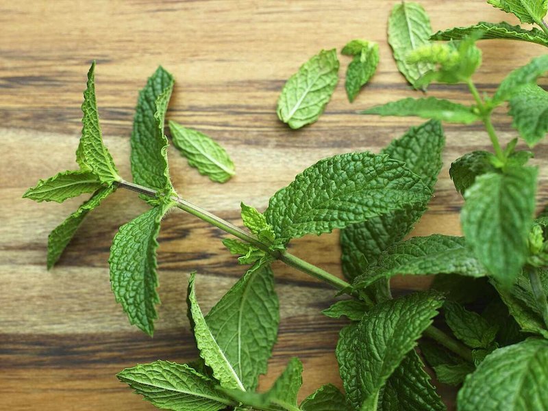 این گیاه ناراحتی معده را تسکین می‌دهد – تابناک