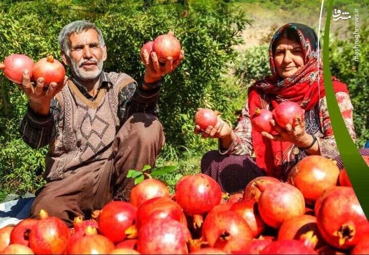 جشنواره شکرانه برداشت انار پاوه