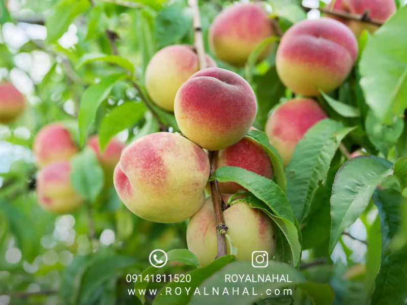 باغ میوه رویایی خود را بسازید: راهنمای خرید و کاشت نهال