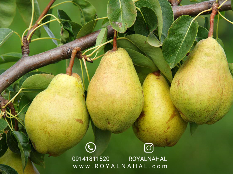درختان آینده را چگونه انتخاب کنیم؟