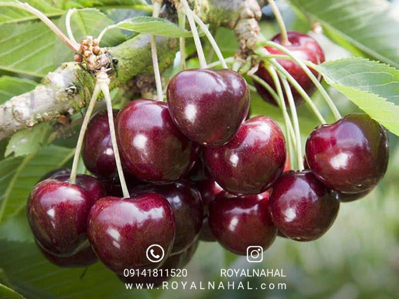 رویال نهال، نماد امید و تجدید حیات