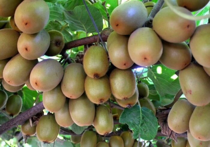 رشد 20 درصدی تجارت کشاورزی روسیه و ایران از ابتدای سال جاری میلادی