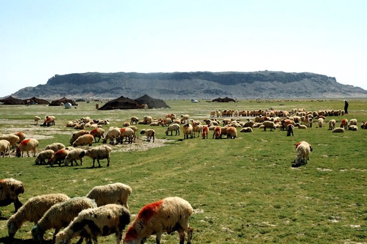 عشایر ایلام؛ ستون پنهان پایداری غرب کشور در سایه کمبود زیرساخت‌ها