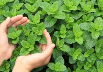 تحلیل بازار نعناع فلفلی در سال ۲۰۲۴؛ آسیایی ها بالاترین ارزش دلاری را به فروش رساندند