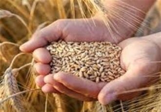 تأمین 100 همت اعتبار جدید برای خرید گندم پس از حذف ارز ترجیحی