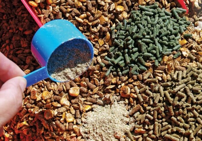 تولید خوراک دام از ضایعات کشاورزی؛ راهکاری نوآورانه برای کاهش وابستگی