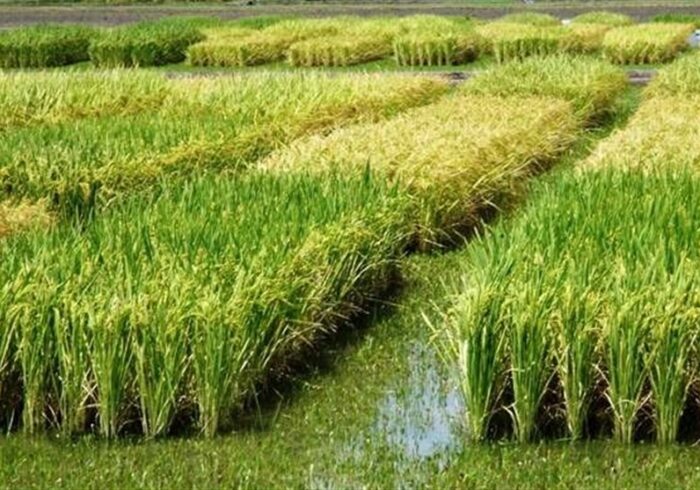هسته‌ای در کشاورزی ــ 83| کنترل کرم ساقه‌خوار برنج