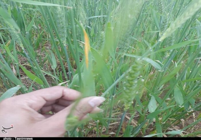 هشدار درباره احتمال بروز زنگ زرد گندم