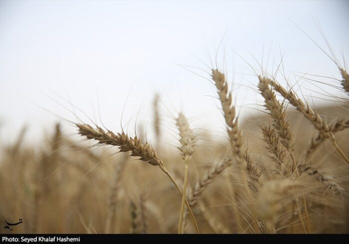 ارز واردات گندم دوباره 28500 تومان شد