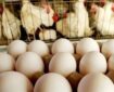 صادرات تخم مرغ ممنوع شد