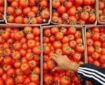 لزوم توقف صادرات برای متعادل شدن بازار گوجه فرنگی