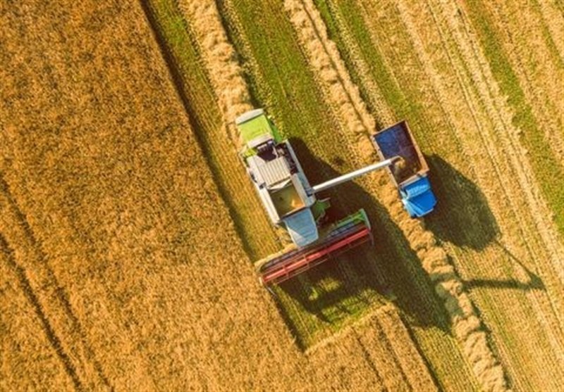 پیش بینی تولید 13 میلیون تن گندم در سال جاری