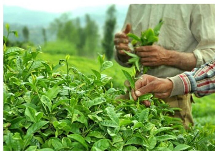 600 میلیارد تومان از مطالبات چایکاران پرداخت شد