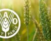 شاخص قیمت جهانی مواد غذایی در مسیر صعود؛ شکر پیشتاز گرانی